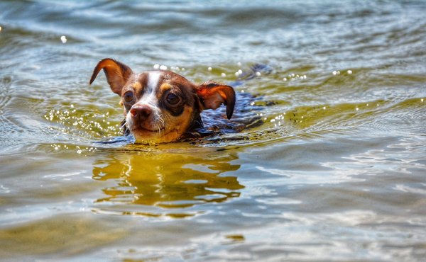 Quelles sont les meilleures techniques de méditation pour les débutants ?