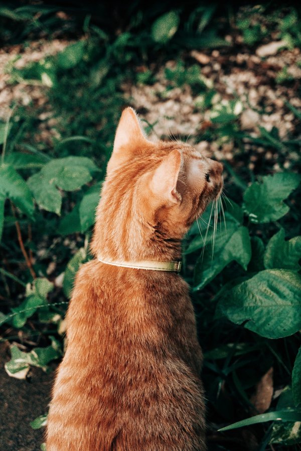 Comment créer un jardin thérapeutique pour la détente et le bien-être ?